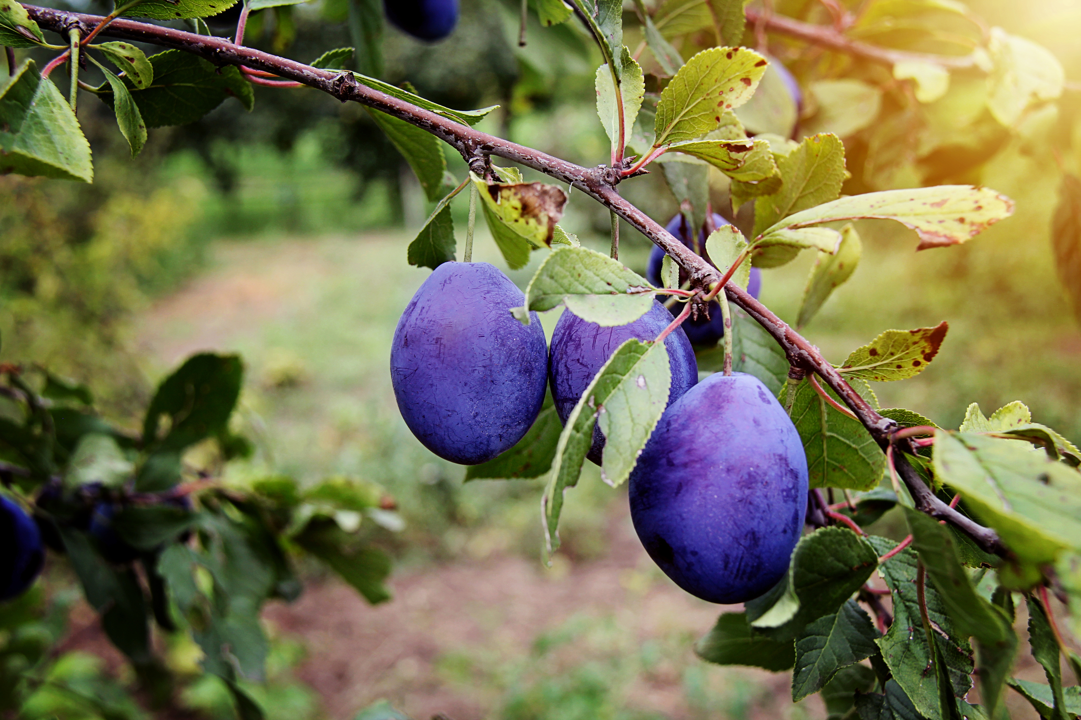 Judge A Man By His Fruits (Part 2) - Dr. Wallace CGMI